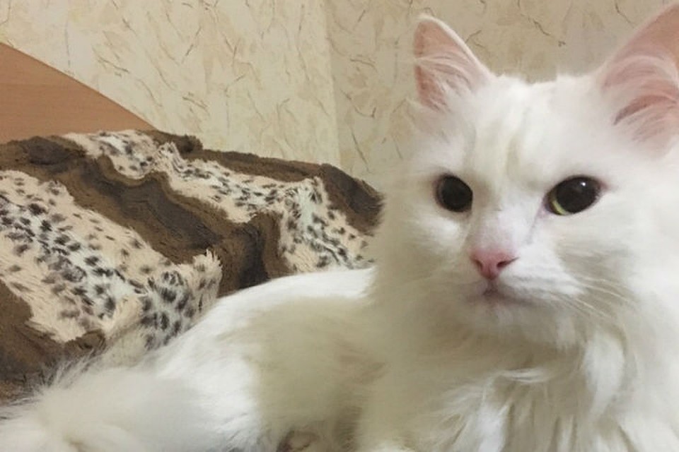 Жора пропал 17 апреля в Железнодорожном районе Красноярска Фото: соцсети