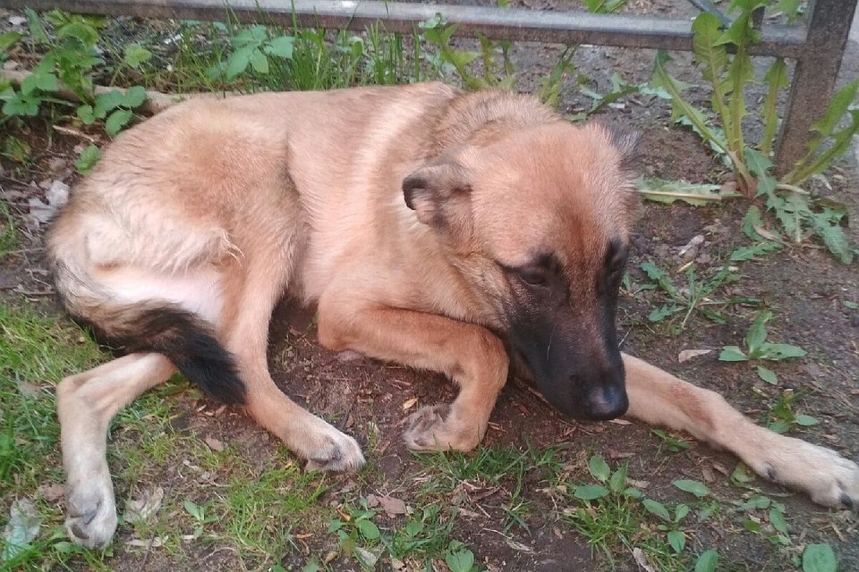 Хозяин выбросил свою собаку с четвертого этажа. Фото: vk.com/kolpino_cats_and_dogs