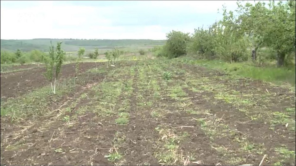 Холодная весна в Молдове серьезно навредила урожаю