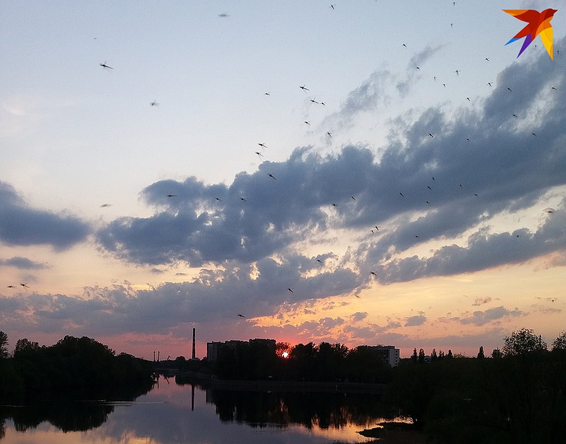 Мошкара лезет под одежду, в уши, в нос - и очень больно кусается.