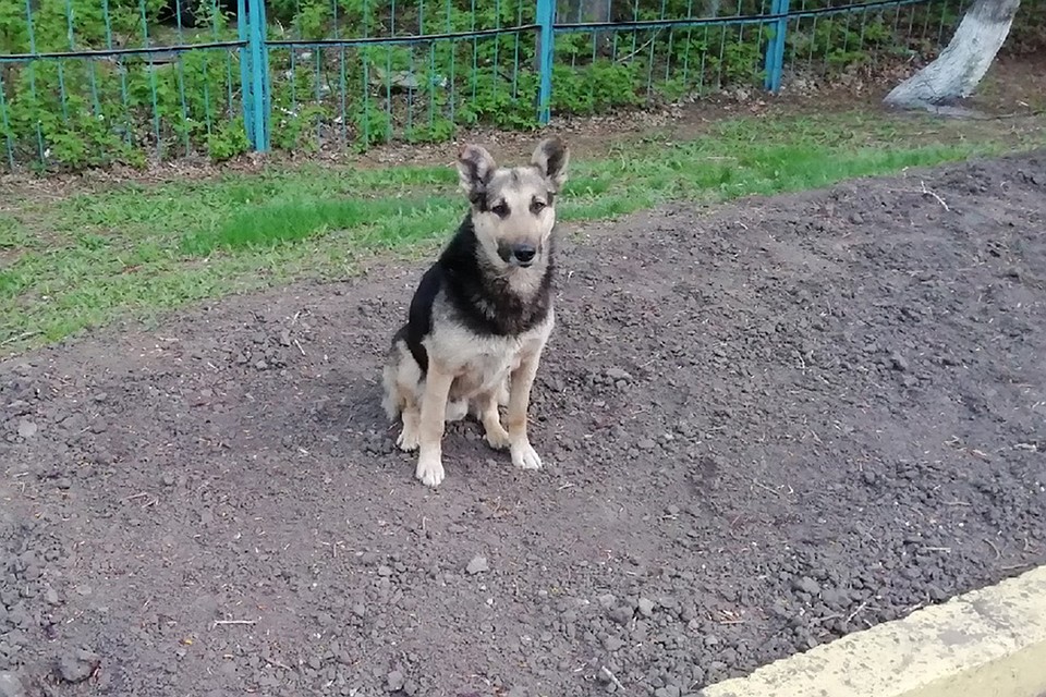 Собака до сих пор находится на свободе