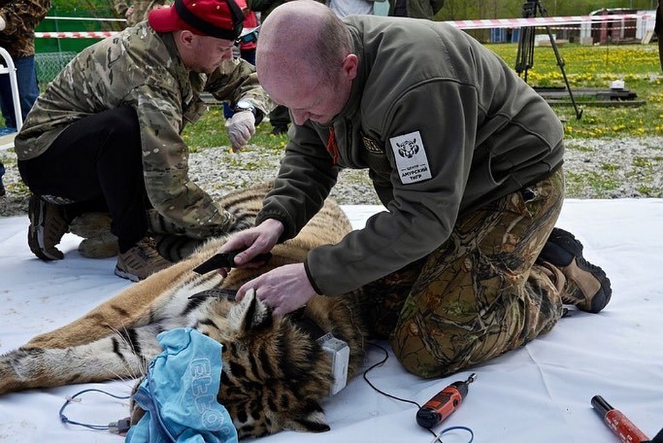 Тигры Павлик и Елена начали свой путь к свободе. Фото:instagram.com/amurtigercenter