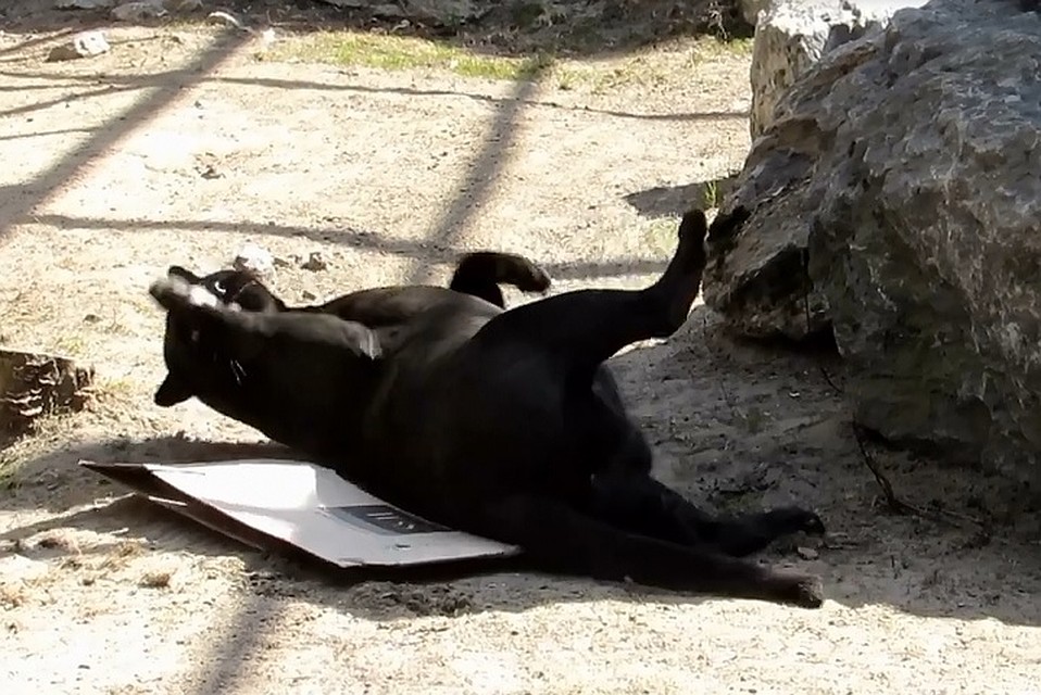 Ягуар Белла играет с коробкой. Фото: кадр из видео Анны НОВИКОВОЙ