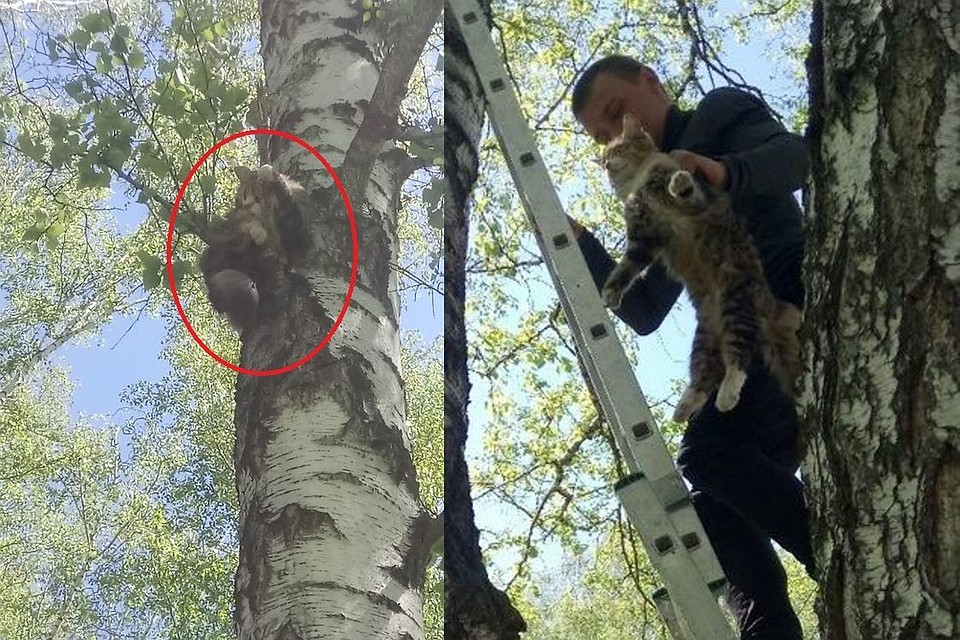 Сибиряки сняли с дерева кошку, которого атаковали вороны. Фото: Татьяна ГЕРАСИНА