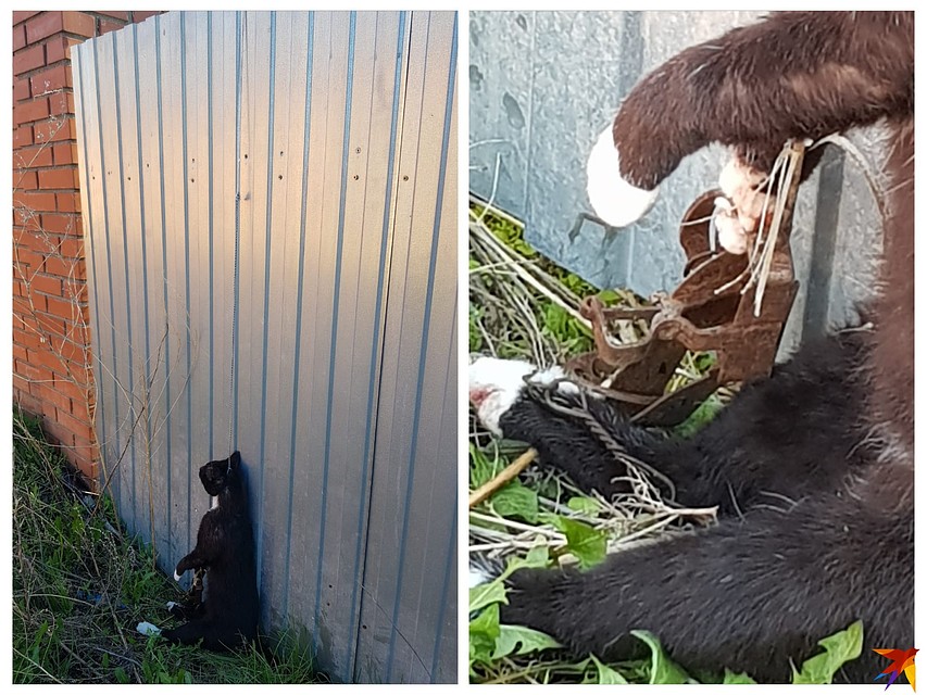 Спасти кота люди уже не сумели.