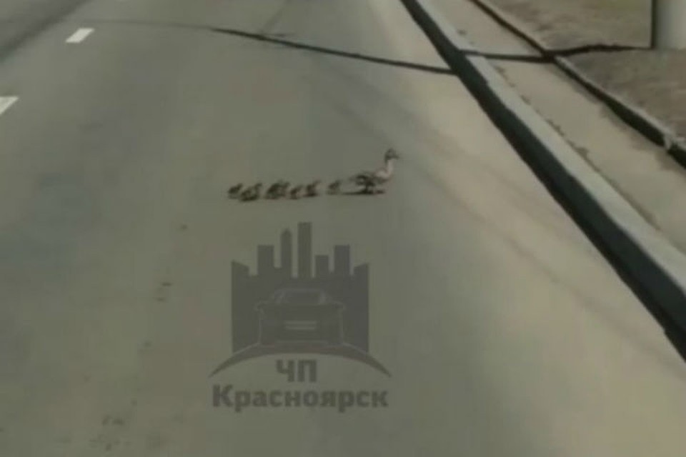Утиная семья переходит дорогу Фото: ЧП-Красноярск