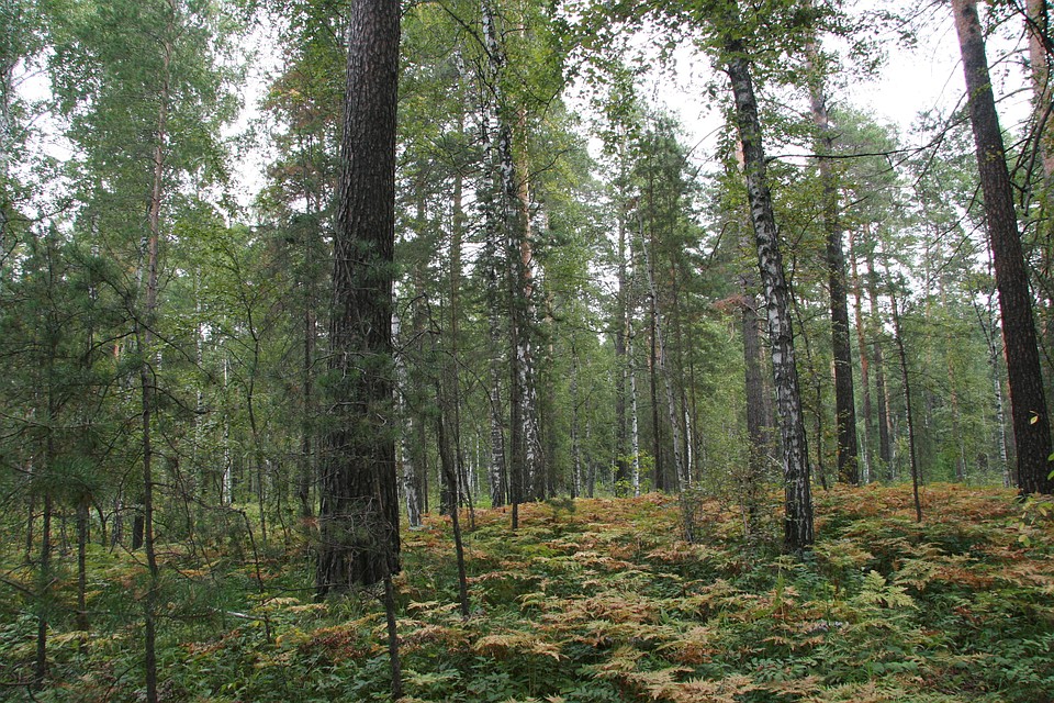 Алтайский лес