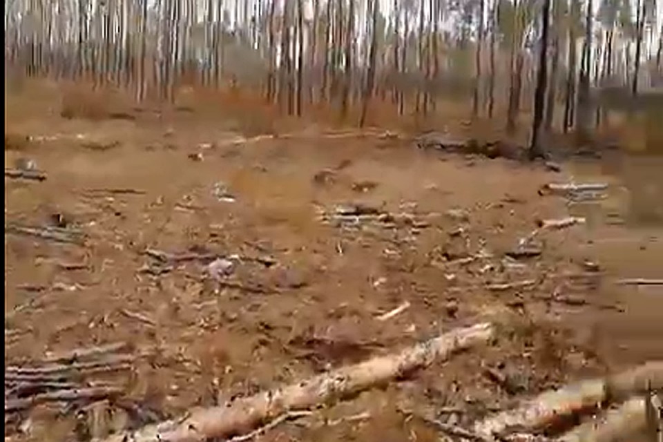 Леса вокруг Ямного все меньше.