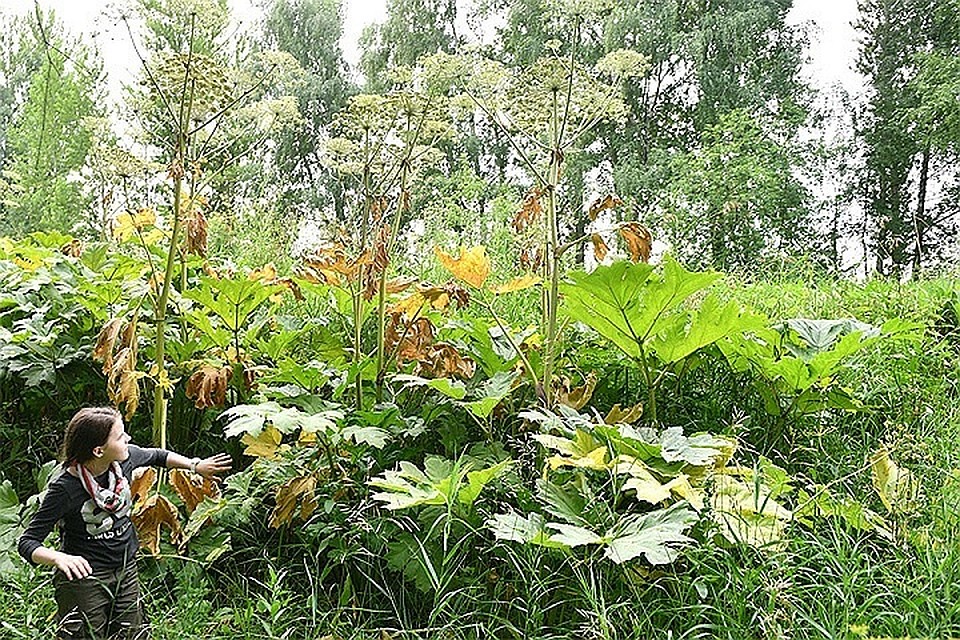 Задача действительно оказалась непростой.