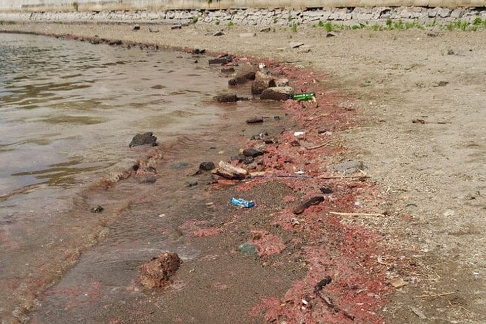 Краску вынесло на берег. Фото: Алена Цорик, facebook.com/alyona.tsorik