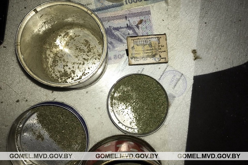 Мужчина растил коноплю на продажу. Фото: УВД Гомельского облисполкома.