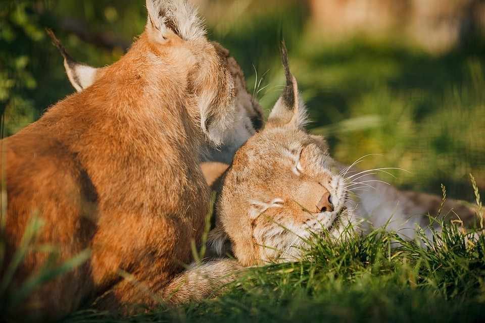 Фото: vk.com/udmzoogroup