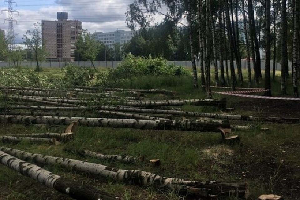 Радистроительства спортивного центра в Муринском парке начали рубить деревья. Фото: vk.com/kalininskiyzapark