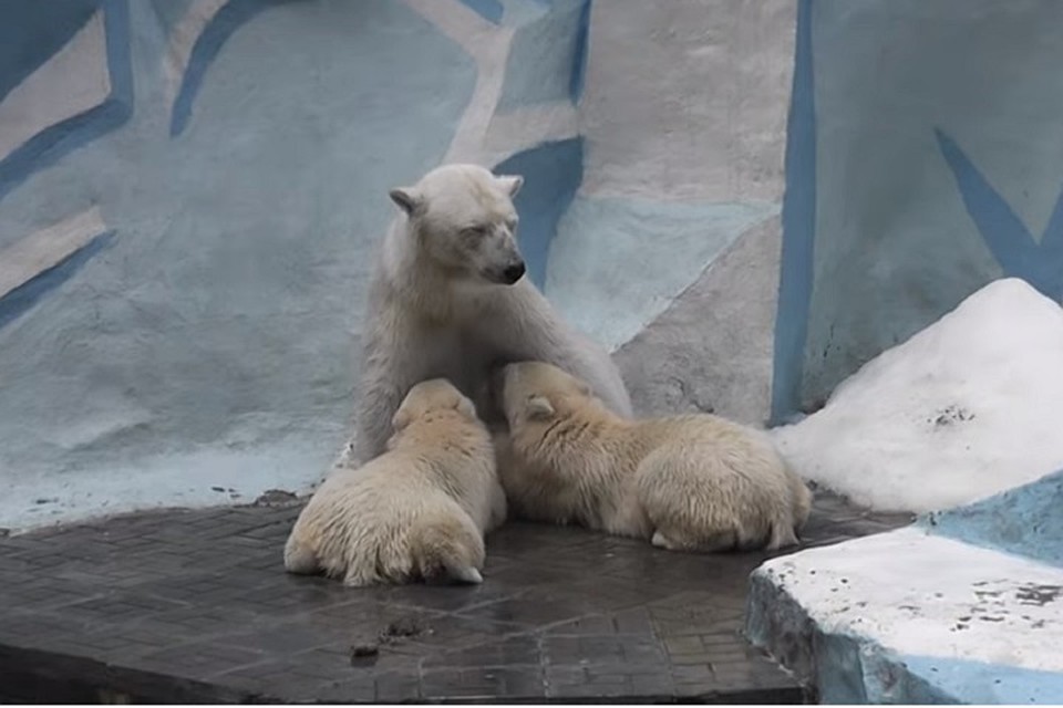 Мама-медведица Герда кормит своих медвежат. Фото: кадр из видео