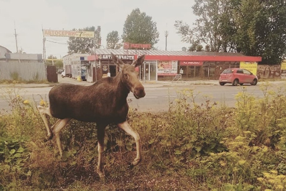 Молодой лось забрел в Нижний Новгород. Фото: "Мой Нижний Новгород"