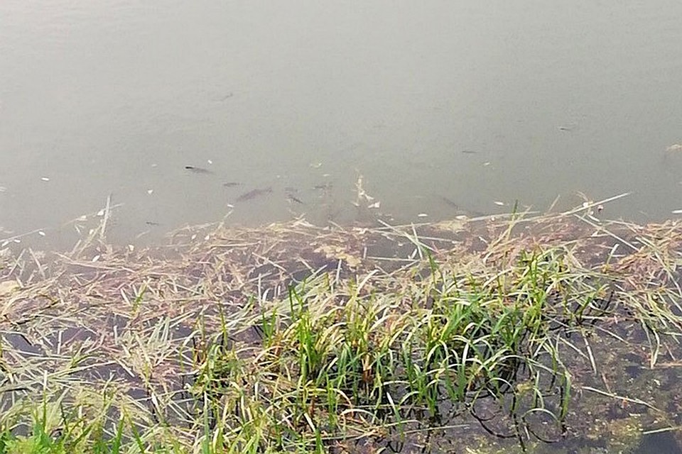 Мор случился в водоеме Изяк