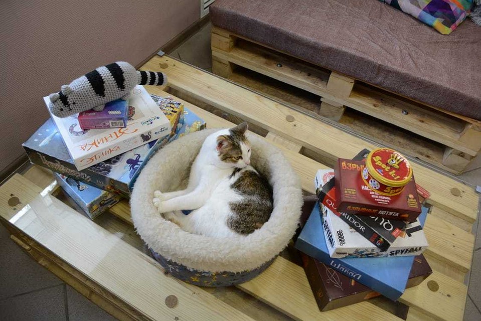 Кото-сотрудник выбирает настолку. Фото: Люба Росси
