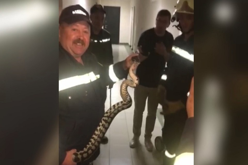 Змея была длинной полтора метра. Скин с видео. Предоставил председатель ТСН Алексей Федорович.