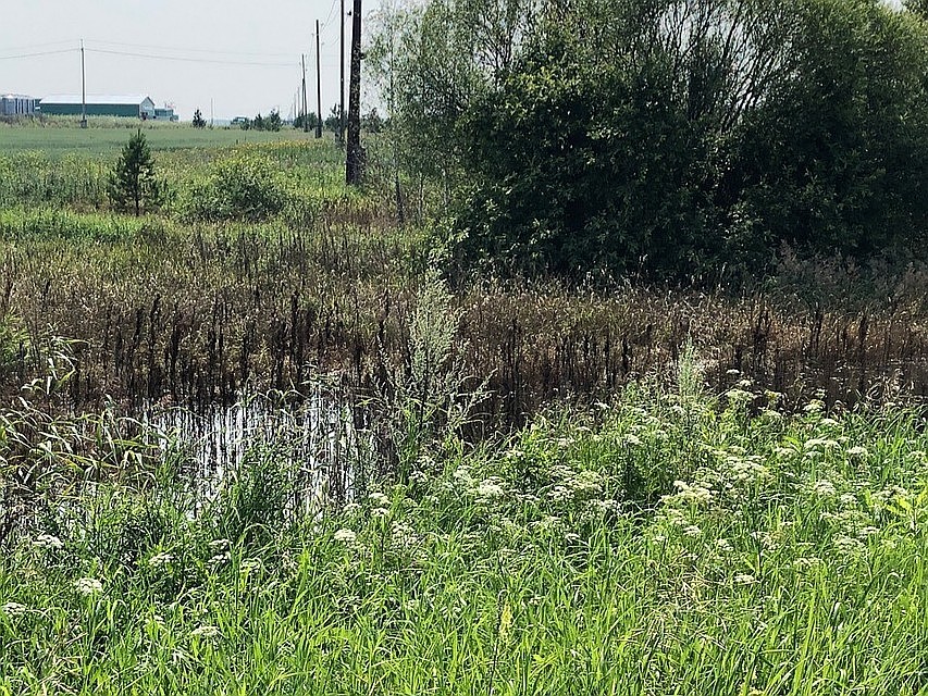 Тюменские прокуроры накажут свинокомплекс, который сливал отходы в озера. Фото - "ЧС Тюмень".