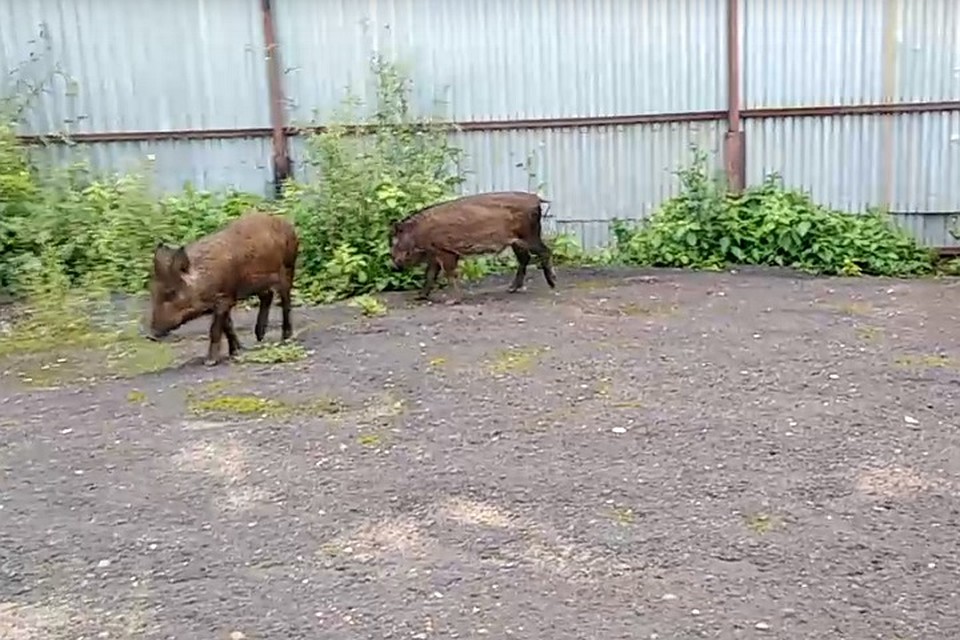 Кабанята гуляют. Скриншот из видео в группе Пермского зоопарка