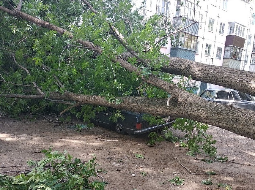 Дерево было старым и уже давно постепенно разрушалось