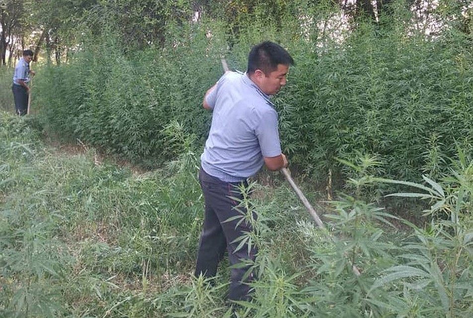 В итоге сожгли коноплю общей площадью 3,5 га, общим весом более 3 600 кг