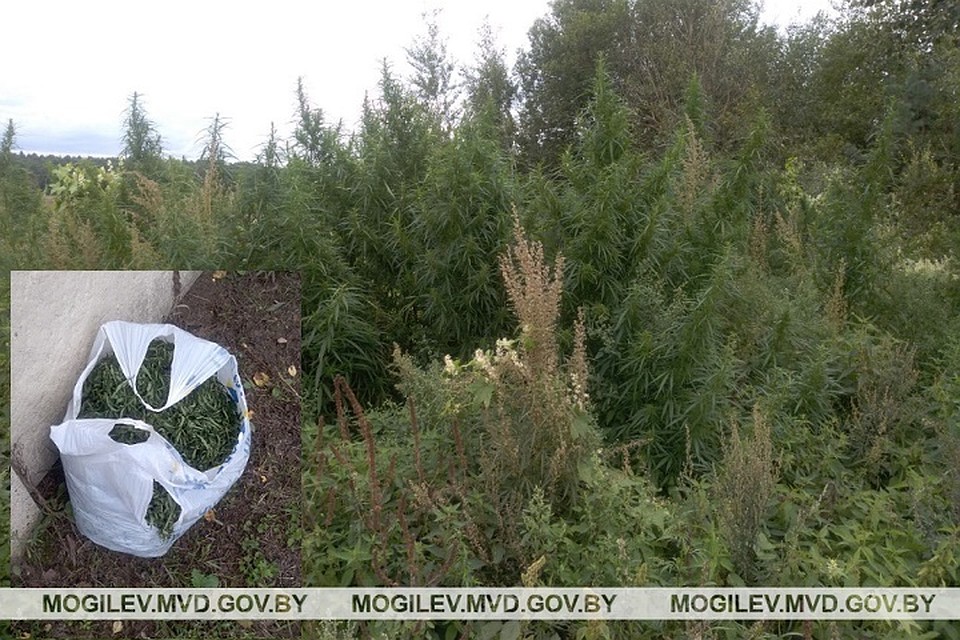 Злоумышленники заранее знали, где в деревне растет конопля. Фото: УВД Могилевского облисполкома.