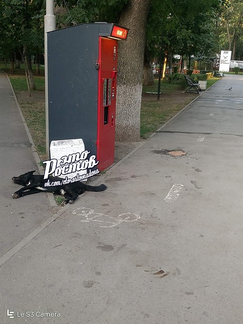 Мертвую собаку нашли в парке Островского. Фото: соцсети
