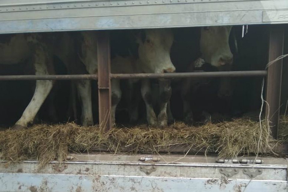 Неопознанных коров задержали на границе ЕАО и Амурской области