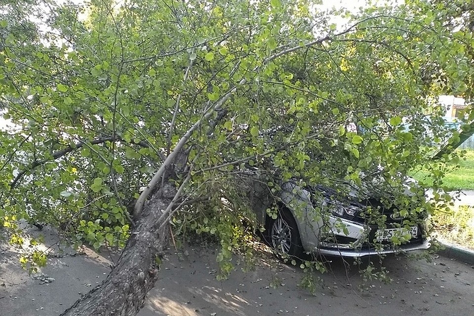 В Красноярске на машину с пассажирами рухнуло старое дерево. Фото: Яна Морозова
