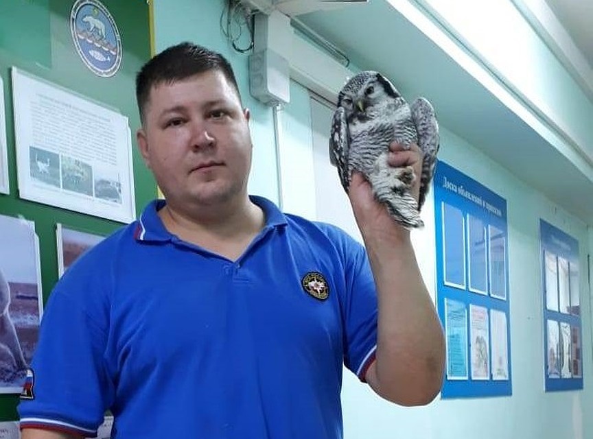 Обычно совы прилетают в город в поисках пищи.