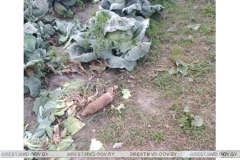 Сельчанка копалась на огороде и нашла в капусте боеприпас. Фото: УВД Брестского облисполкома.