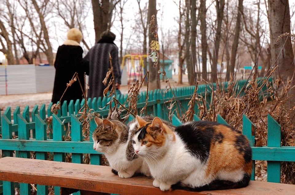Фото: Алексей ФОКИН