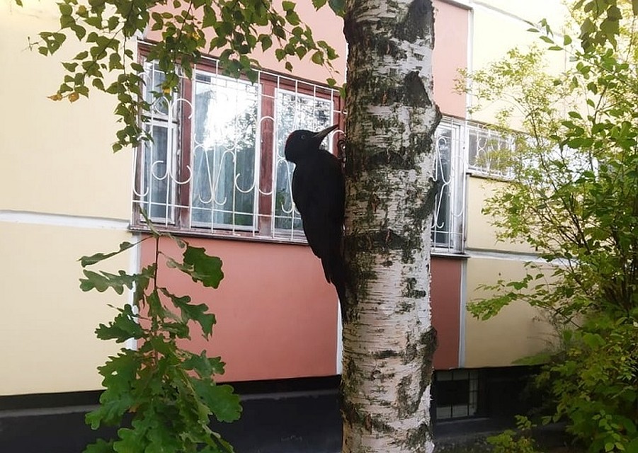 Содержание птиц в неволе может грозить штрафом или даже уголовным делом. Фото: gov.spb.ru