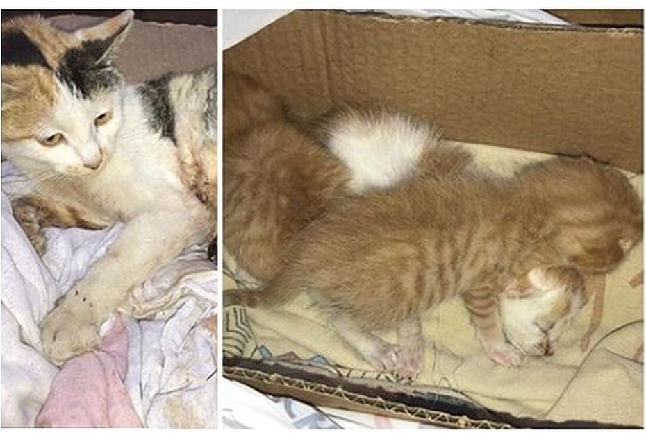 Кошку усыпили, а котят хотят отдать в хорошие руки. Фото: fonddrug