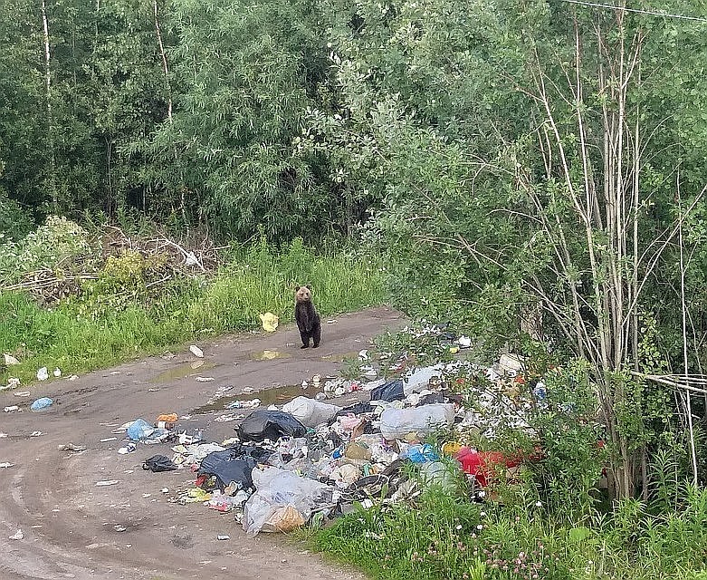 Медвежонок бродил рядом с помойкой. Фото Натальи Литвиновой