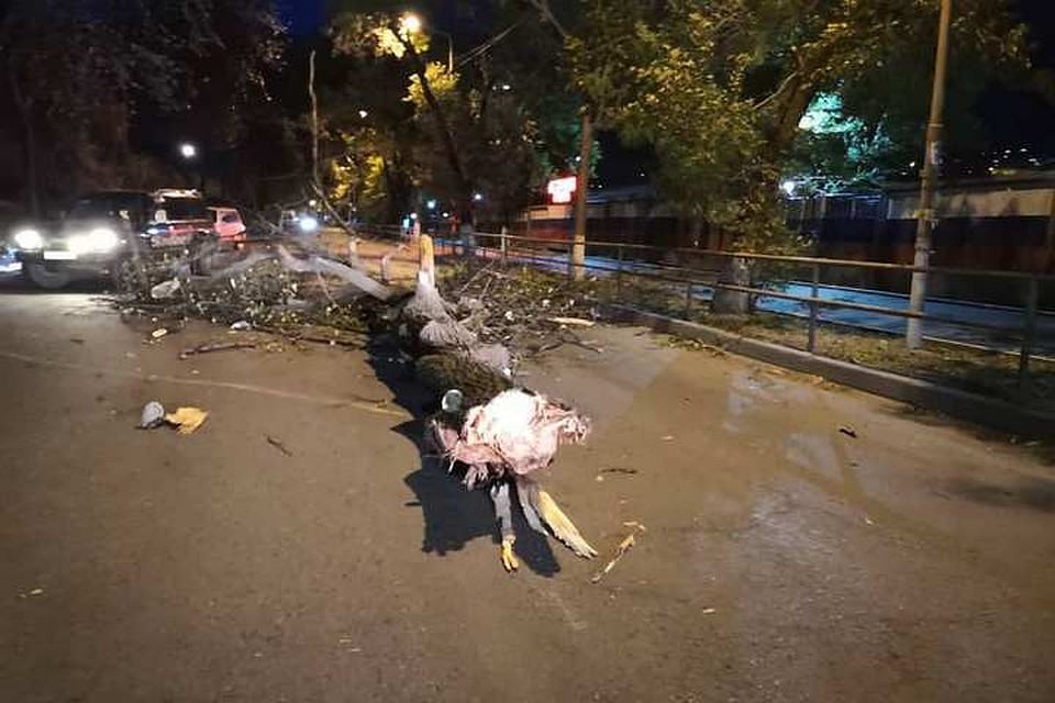 В ночь с 3 на 4 октября во Владивосток пришел сильный ветер. Фото: dpskontrol125rus