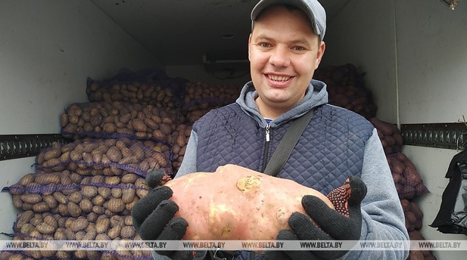Крупная картофелина не продается - ее привезли на ярмарку просто показать. Фото: belta.by