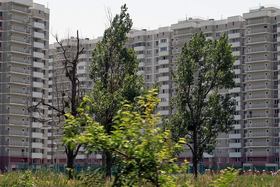Деревья в жилом дворе