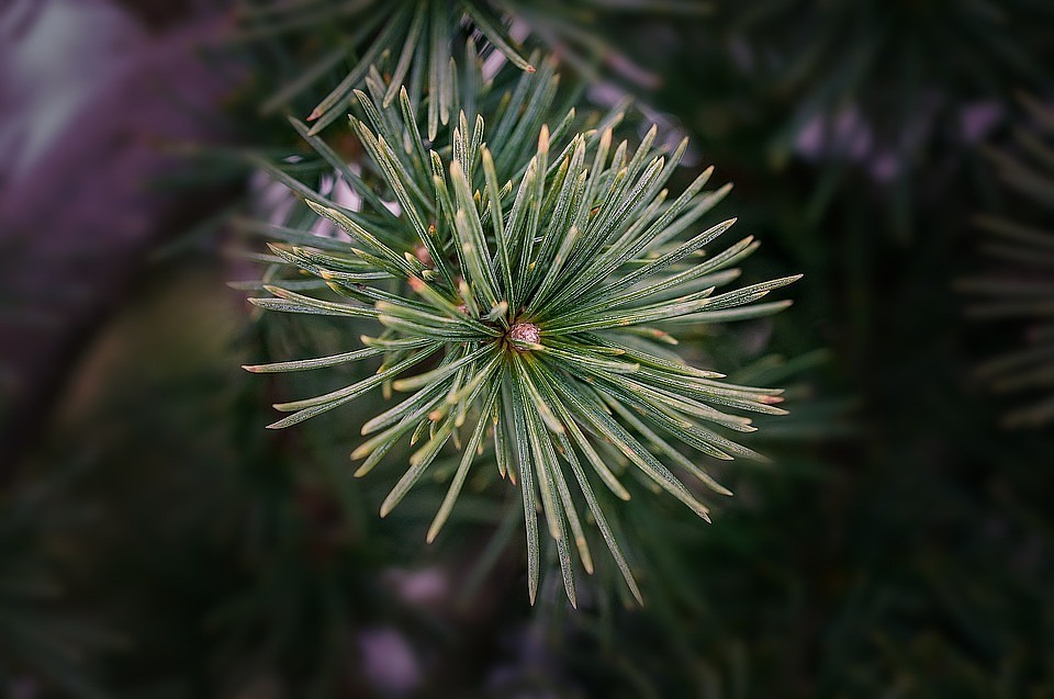 ФОТО: Pixabay