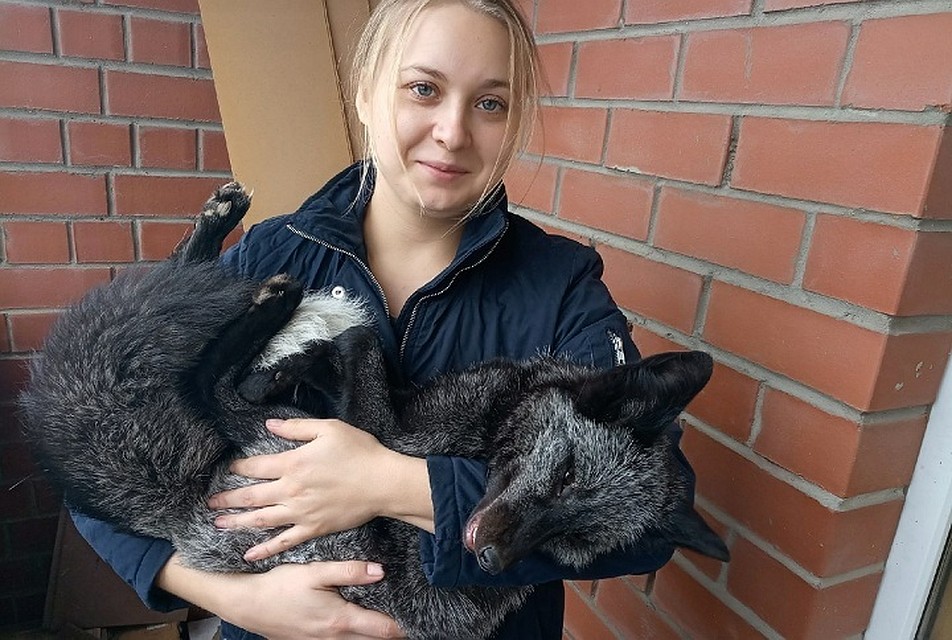 Под Екатеринбургом нашли пропавшую черную лисичку. Фото: сообщество "Сила Березовского в людях"