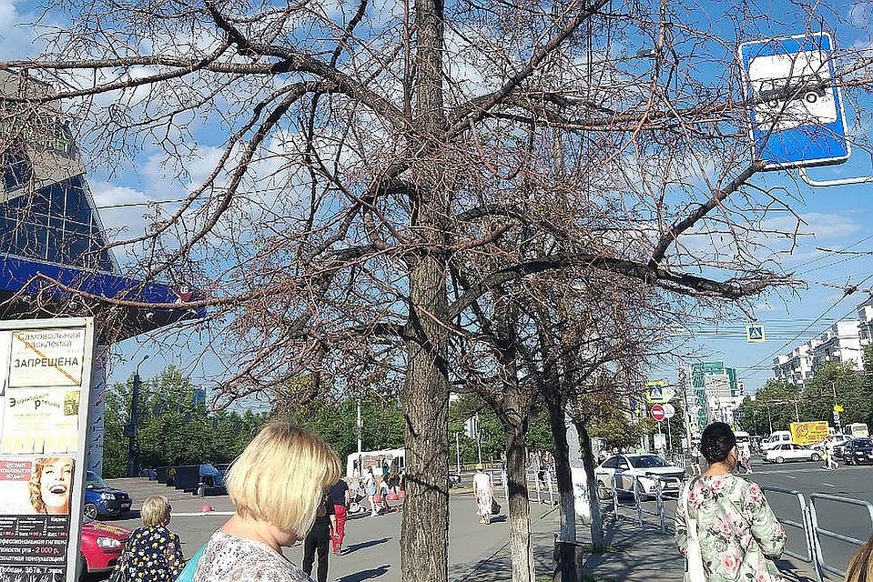 Мертвые липы на Алом поле в Челябинске.