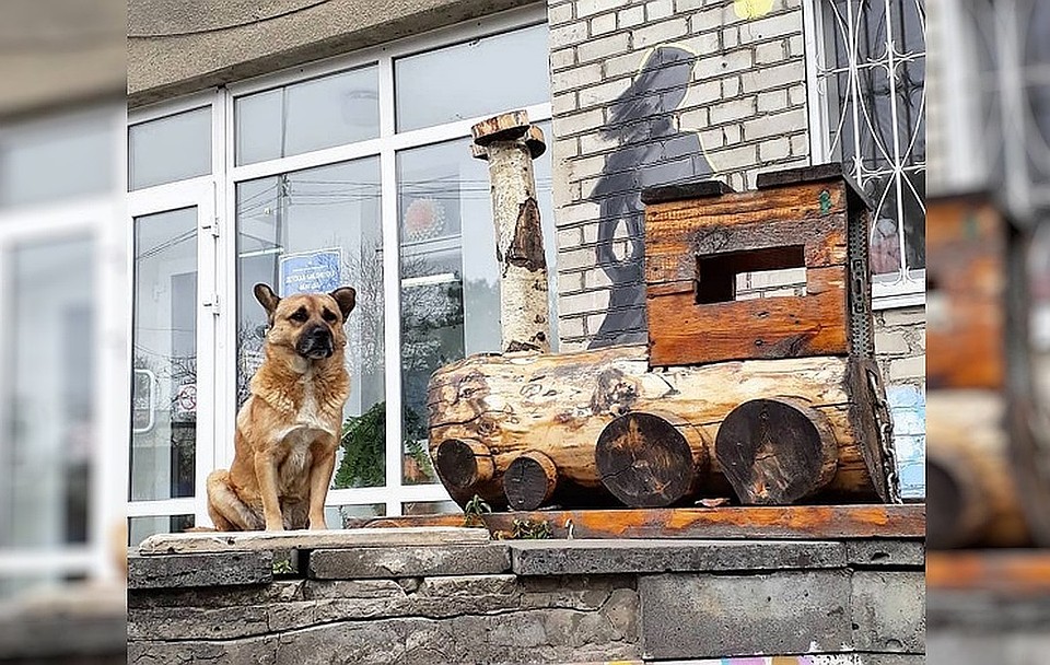 Пес стал звездой города