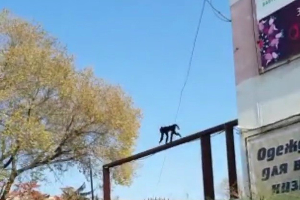 По словам людей, обезьяна может повести себя агрессивно.. Фото: mark2_che