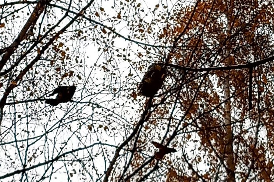 Стая ворон напала на совенка во дворе на севере Петербурга