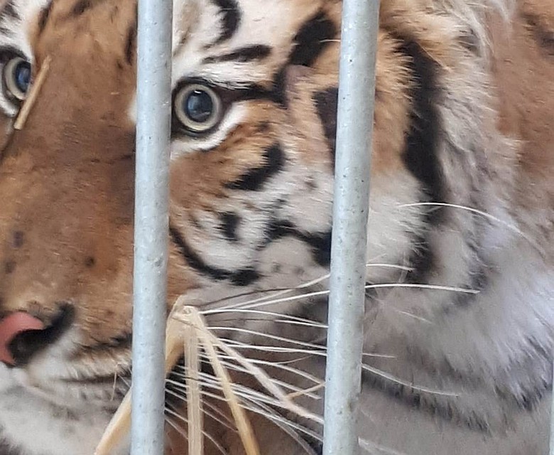 Прокуратура намерена наказать виновного в жестоком обращении с животными. Фото: Zoo w Poznaniu