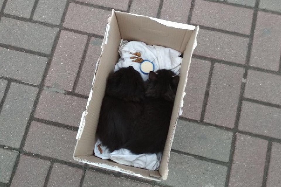 У Метро "Автово" ну улицу выставили коробку с двумя кошками. Фото: "Мегаполис".