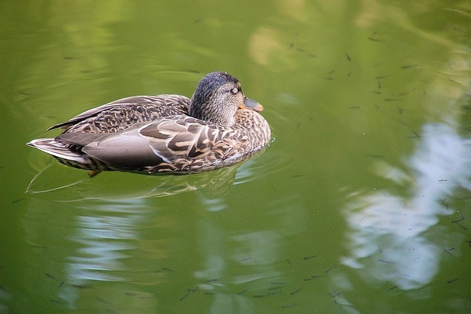 Фото: pixabay.com