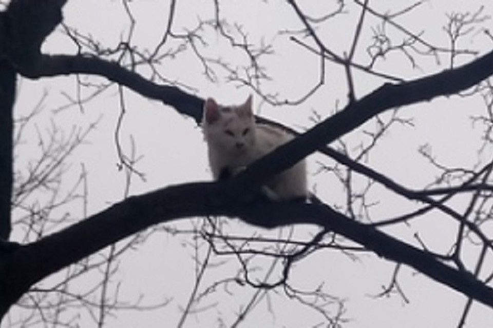 Котенка, застрявшего на дереве на Ваське, несколько часов атаковали вороны