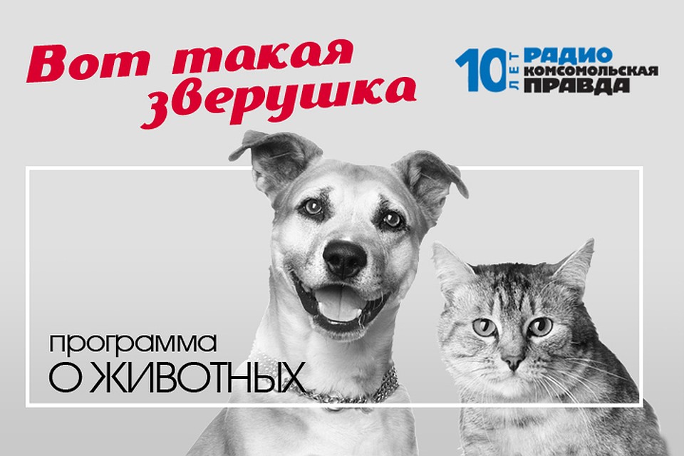 Бесплатная консультация ветеринарного врача: отвечаем на вопросы слушателей